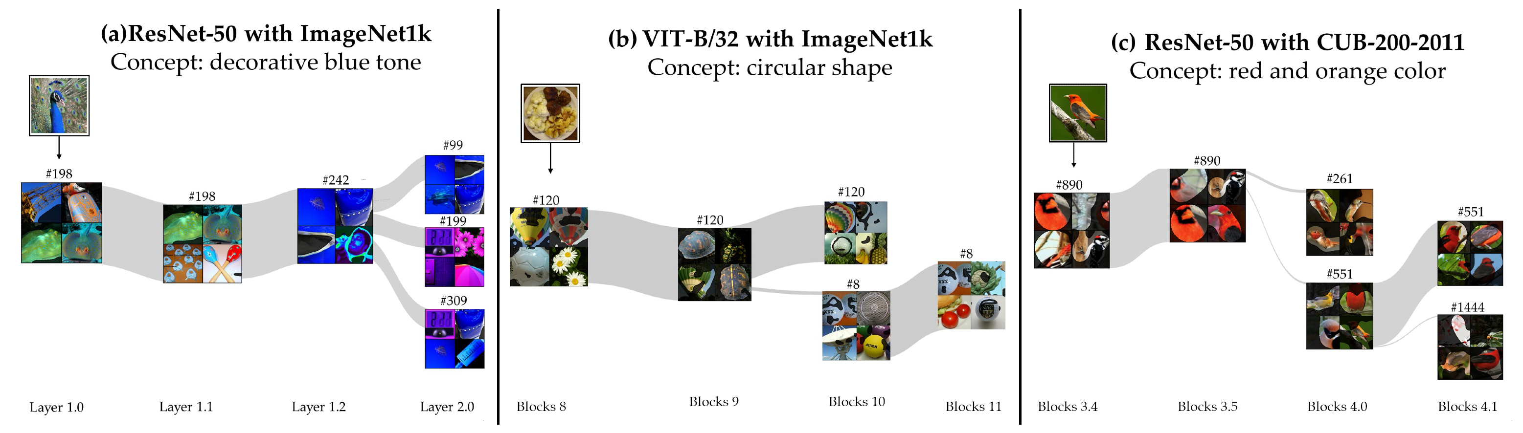 Granular Concept Circuits visualized on a Vision Transformer (ViT).